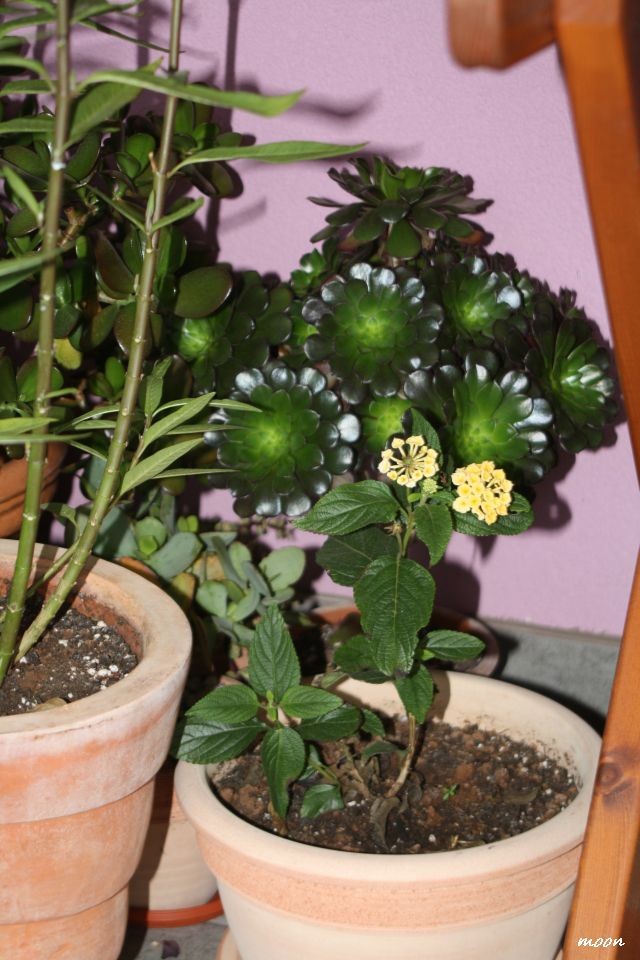 aeonium